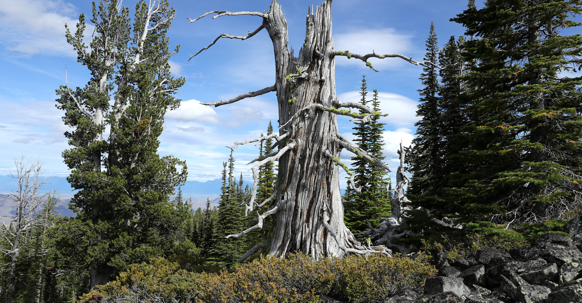 Flathead Reservation whitebark pine tree