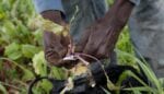 The Unsung Caribbean Roots of the Vegan Food Movement