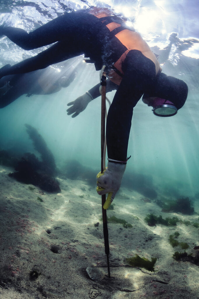 A haenyeo diver spears a flounder underwater while holding her breath. she is wearing a black wetsuit with an orange best, white gloves, and circular goggles. 