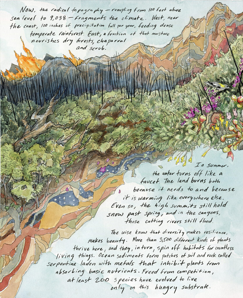 An illustration on a blue background shows the same stylized mountains, now with trees burned from flames rising into the sky, above green shrubbery and floral growth. Handwritten text reads: Now, the radical topography — rumpling from 100 feet above sea level to 9,038—fragments the climate. West, near the coast, 100 inches of precipitation fall per year, feeding dense temperate rainforest. East, a fraction of that moisture nourishes dry forests, chaparral, and scrub. In summer, the water turns off like a faucet. The land burns both because it needs to and because it is warming like everywhere else, blackened trees stitching many skylines. Even so, the high peaks still hold snow past late spring, and in the canyon bottoms, the cutting rivers still flood. Five other biotic regions edge into this tangle: the mountains of the Cascades, the Coast Range, and the Sierra Nevada twining with the desert Great Basin and the oak savannas of the Central Valley.
 
The wise know that diversity makes resilience, makes beauty. More than 3,500 different kinds of plants thrive here, and they, in turn, spin off habitats for countless living things. Ocean sediments form patches of soil and rock called serpentine laden with heavy metals that inhibit plants from absorbing basic nutrients. Freed from competition, at least 200 tenacious species have evolved to live only on this hungry substrate. 