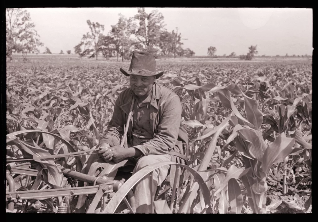 An unidentified Black farmer looks out from his corn field in southeast Missouri (1938).