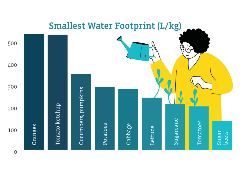A bar graph conveys the smallest water footprint (in liters per kilogram) of the following agricultural products: 
Oranges: 533
Tomato ketchup: 530
Cucumbers, pumpkins: 350
Potatoes: 290
Cabbage: 280
Lettuce: 240
Sugarcane: 210
Tomatoes: 200
Sugar beets: 132
Sources: The World Bank, Water Footprint Network