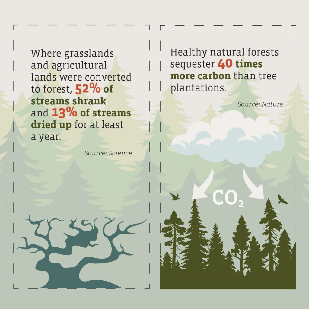 Illustrated pine trees serve as the background for the following text: 
Where grasslands and agricultural lands were converted to forest, 52% of streams shrank and 13% of streams dried up for at least a year.  Source: Science
Healthy natural forests sequester 40 times more carbon than tree plantations. Source: Nature.