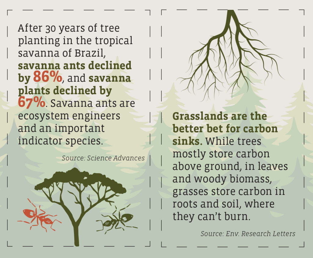 Text overlaid on illustrated tree background reads:
After 30 years of tree planting in the tropical savanna off Brazil, savanna ants declined by 86%, and savanna plants declined by 67%. Savanna ants are ecosystem engineers and an important indicator species. Source: Science Advances. 
Grasslands are the better bet for carbon sinks. While trees mostly store carbon above ground, in leaves and woody biomass, grasses store carbon in roots and soil, where they can't burn. Source: Env. Research Letters.