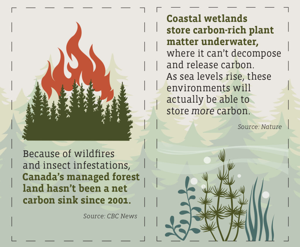 An illustrated burning forest appears above text reading: Because of wildfires and insect infestations, Canada's managed forest land has been a net carbon sink since 2001. Source: CBC News.
Illustrated kelp and seagrass appears below text reading: Coastal wetlands store carbon-rich plant matter underwater, where it can't decompose and release carbon. As sea levels rise, these environments will actually be able to store more carbon. Source: Nature. 