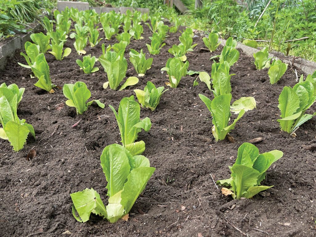 Romaine lettuce grows at Gather New Haven’s State Street farm. 