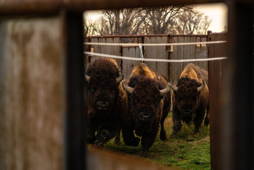 A shot through the metal gates of a bison enclosure that catches three horned bison in mid gallop. 