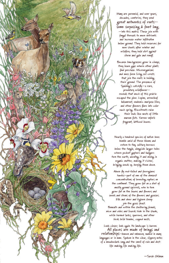 A colorful illustration depicts deer, marmots, badgers, and other flora and fauna, with text on the right reading: Many are perennial, and over years, decades, centuries, they send great networks of roots—some surpassing 6 feet long—into this matrix. These join with fungal threads to move nutrients and increase water infiltration below ground. They hold reserves for new shoots after winter and wildfire; they hold dirt against storm and gale and runoff.
Because bunchgrasses grow in clumps, they leave gaps where other plants find purchase. Microorganisms and moss form living soil crusts that join the roots in holding their ground. The presence of Spalding’s catchfly—a rare, predatory wildflower—reveals that much of this prairie escaped the plow. Lupine, arrowleaf balsamroot, endemic mariposa lilies, and other flowers flare into color each spring. Biscuitroots raise their buds like nests of little maroon fists. Yarrow unfurls fragrant, latticed leaves. Nearly a hundred species of native bees bumble amid all these blooms and return to tiny, solitary burrows below the tangle, alongside larger holes where pocket gophers and badgers turn the earth, aerating it and mixing in organic matter, making it richer, bringing seeds up, burying them down.
Above fly red-tailed and ferruginous hawks—part of one of the densest concentrations of breeding raptors on the continent. They grow fat on a diet of mostly ground squirrels, who in turn grow fat on the leaves and flowers and seeds and stems of the flowers and grasses. Elk and deer and bighorn sheep join the grass feast. Beneath and within the sheltering fronds, mice and voles and lizards hide in the shade, while horned larks, sparrows, and other birds build tender, cupped nests.
Look closer; look again. No landscape is barren. All places are made of beings and relationships—known and unknown, named in many languages or in none. Spoken in the clear, slippery notes of a meadowlark song and the smell of rain and dust: life making life making life.
