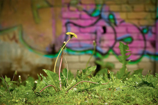 Urban Dandelion photo by Frederick Linge