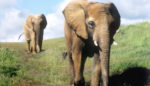 Three Elephants Head from Zoo to 80-Acre Sanctuary