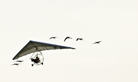 FliesWithGeese.jpg