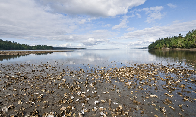 oysters650px.jpg