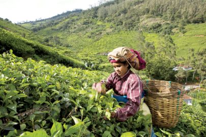 Tea Picker photo by Simon Rawles