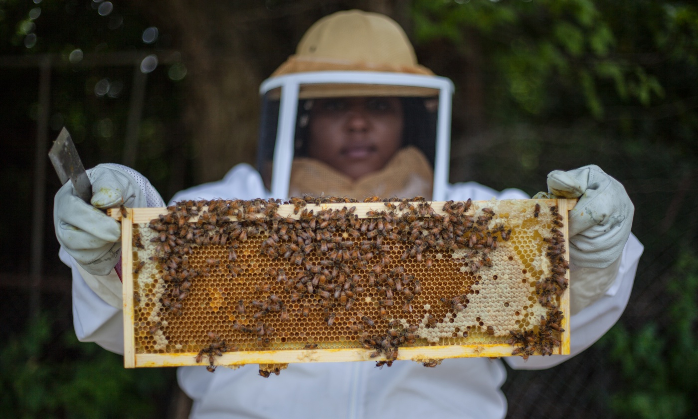 bees-urban-detroit.jpg