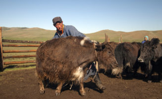 1.mongolia-yak-cooperative-Galbadrakh.jpg