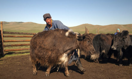 1.mongolia-yak-cooperative-Galbadrakh.jpg