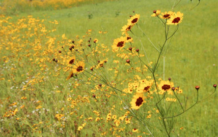 Wildflowers