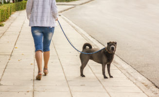 social-segregation-dogs.jpg