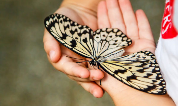 Butterfly picture from Shutterstock