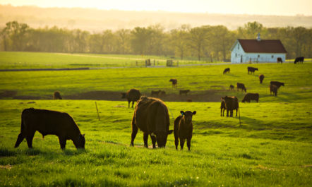Cows in field