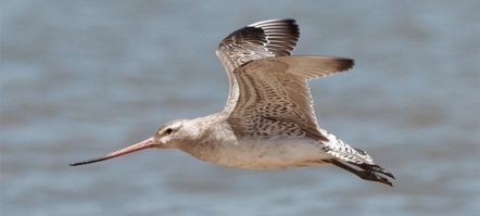 Godwit photo by Frankzed