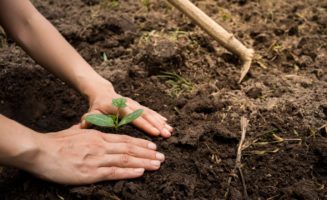 plant-trees.jpg
