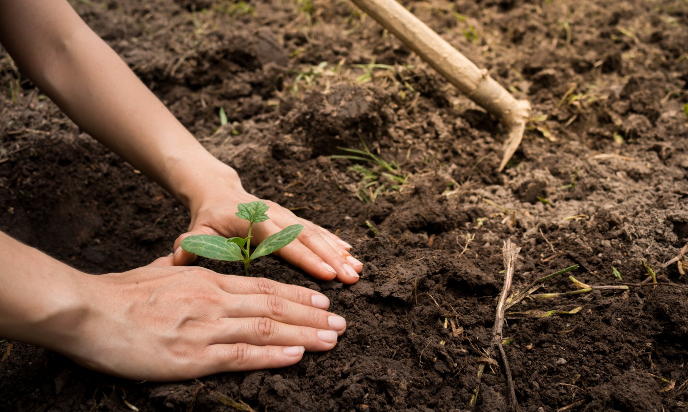 plant-trees.jpg