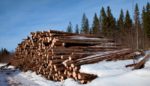 The Paper Company Threatening Ancient Boreal Forests—And Activists and Journalists