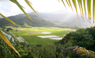 Kauai farm. Photo by Jeff Muceus.