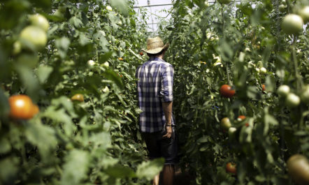 organic-farm.jpg