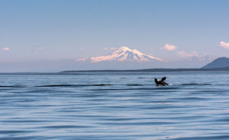 1.orca-salish-sea-rights.jpg