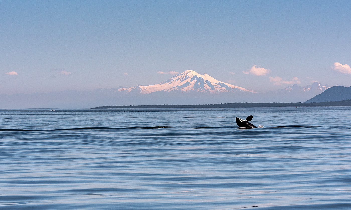 1.orca-salish-sea-rights.jpg