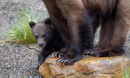 grizzlies.jpg
