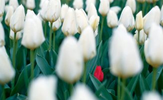 Tulips photo by Paul Nicholson