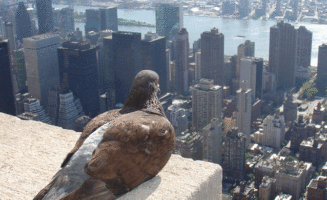 Pigeon on Roof by ZeroOne/ Flickr
