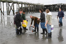 Crab survey at Edmonds community beach.