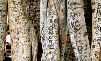 Names carved in tree by Randy Robertson.