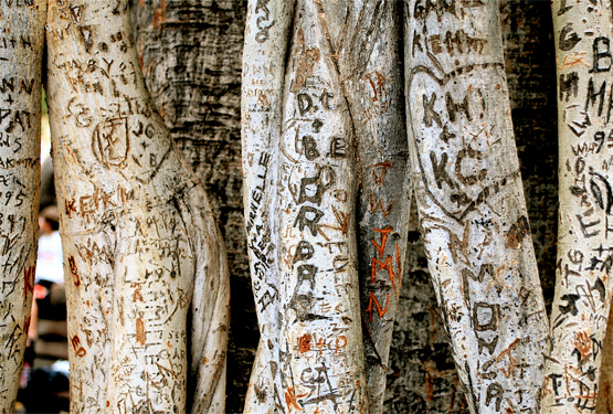 Names carved in tree by Randy Robertson.