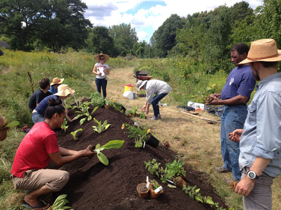 Boston Food Forest photo courtesy of Jamaica Plain