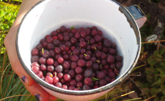 Blackfeet-tribe-native-traditional-food-berries.jpg