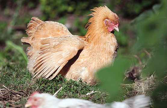 Permaculture Chickens photo by Paul Dunn