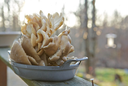 Oyster mushrooms in a pan. Photo by Chiot's Run / Flickr.