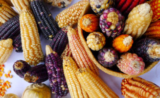 Local maize varieties. Photo by Jonah Vitale-Wolff.