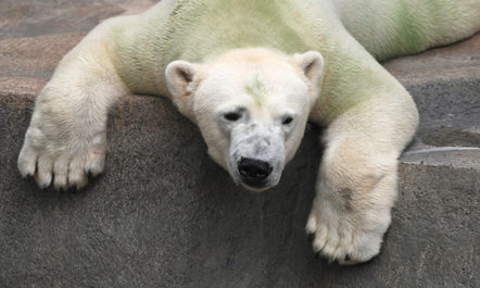 polarbear.jpg