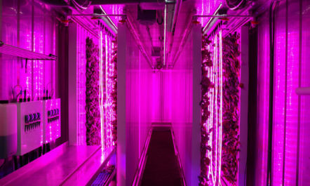 Inside the Freight Farms shipping container. It uses an array of red and blue LED lights for optimal leafy green growth.  Photo from Freight Farms.