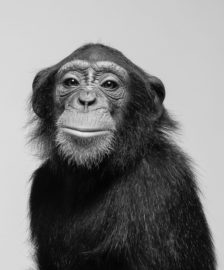 Chimps as Legal People.jpg