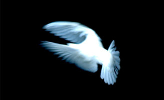 White dove by Ken Douglas
