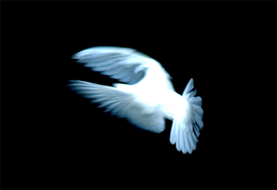 White dove by Ken Douglas