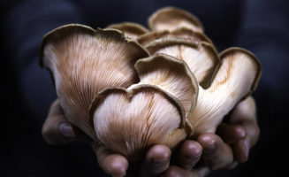 mushrooms_tewa.jpg