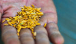 An Insurance Policy for Climate Change? How Seed Banks Are Protecting the Future of Food